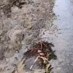 『とんでもないクライマー』普段は水がない場所を登って生息域を広げるイワナに遭遇した映像 – Togetter