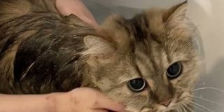 お風呂が嫌すぎた猫さん『ぬこー！』と抗議 全力拒否しても洗われる切なさと可愛さ「想像以上にぬこーだった…」 - Togetter