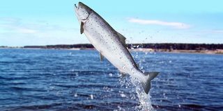 サーモンはナゼ海から川に戻ってこられるの？「磁場」を察知して川の方向を理解していた | ナゾロジー