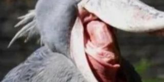 ハシビロコウやペリカンなどが突然くちばしを大きく開けて出す正体不明の物の答えが分かりました→衝撃を受ける結果に「ホラーじゃん…」｜Togetter