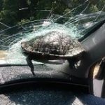 飛んできたカメ、走行車のフロントガラスに突き刺さる　米高速道路｜CNN
