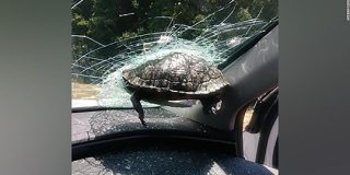 飛んできたカメ、走行車のフロントガラスに突き刺さる　米高速道路｜CNN