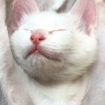 猫さんの寝相のクセが強烈！万歳寝・箱寝・スリッパ寝と自由度の高い様子を披露される「なかなかのインパクト」 – Togetter