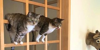 障子を張り替えるつもりだったのに和風ジャングルジムをいたく気に入ってしまったお猫様「先延ばしにした」 - Togetter