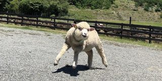 淡路島に「2本足で立つマッチョな羊」がいるらしい「もうそうとしか見えない呪いにかかってしまった…」 - Togetter