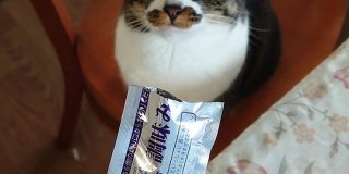 「ちゃう、ちゅ～るちゃう」細長い銀プラ状のモノを飼い主がちゅ～るをくれると勘違いして近寄ってくる飼い猫あるあるな場面がカワイイ - Togetter