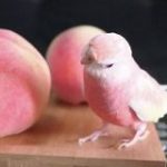 「桃で小鳥を作ったのかと」どこからどうみても桃にしか見えない…アキクサインコが桃に似ていると話題に – Togetter