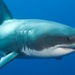 妻を襲ったサメを夫が殴って撃退 オーストラリア | NHKニュース