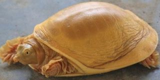 ネパールで「黄金色のカメ」を発見！神様の化身ではないかと話題に | ナゾロジー