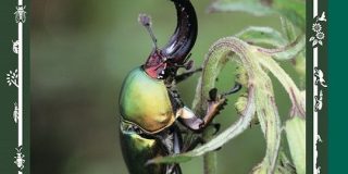ジャポニカ学習帳に昆虫の表紙が復活→花に変わっていた理由は虫へのクレームだけではなかった「大和田常務が歓喜してる」 - Togetter