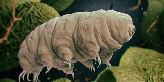 最強生物「クマムシ」は、DNAに電気シールドを張って放射線を遮断すると判明 | ナゾロジー