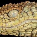アフリカの孤島で「ドラゴンみたいな猛毒ヘビ」を新発見！学名は「研究者が好きなヘヴィメタバンド」に由来 | ナゾロジー