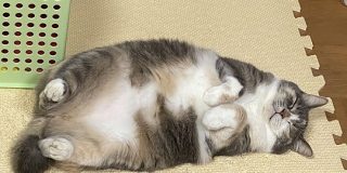 珍獣『陸ラッコ』の撮影に成功！？→日本国内に多数生息していた模様 - Togetter