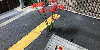 アスファルトを裂いてコインパーキングに彼岸花が咲いてた「狂気芽生えて好き」「死を思わせる花なのに生きる気力が満ち満ち」 - Togetter