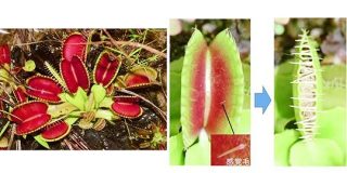 食虫植物ハエトリソウの葉が閉じるメカニズムを解明！30年前の仮説を日本の研究チームが実証｜ナゾロジー