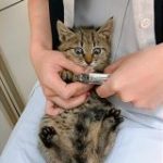 動物病院に保護された子猫さんがはじめての爪切りにこの表情「はっ！？えっ？！何してるの？！えっ！？」 – Togetter
