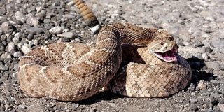 ガラガラヘビのウロコには「ナノレベルの溝」が刻まれていて、水を貯めるコップの役割があった!? - ナゾロジー