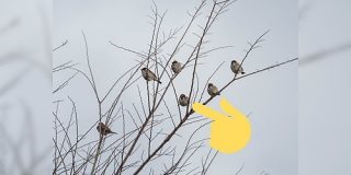 「キミだけつかまり方おかしいよ」何気なくスズメの群れを撮影したら一羽だけ様子のおかしいやつがいて超かわいい - Togetter