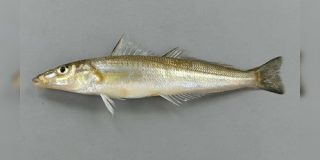 「大人のキスよ。帰ってきたらスズキをしましょう。」 - Togetter