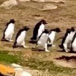 ペンギンの群れがすれ違うとどうなるのか？学芸員が撮影した映像に社会が感じられて面白い「最後の二羽が良い」 – Togetter