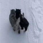 身を寄せ合いながら雪道を歩く2匹の猫さんが可愛すぎる「この後、暖かいところで丸まっていますように」 – Togetter