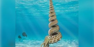 ソフトクリーム型の殻をもつ「奇妙な新種アンモナイト」を北海道で発見！ - ナゾロジー