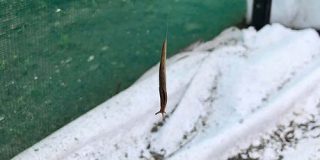 「糸を垂らして地上に降下する」ナメクジの新行動を発見 - ナゾロジー