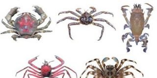 「カニ」への進化を繰り返した甲殻類の系譜が明らかに！　タラバガニがヤドカリに分類される理由 - ナゾロジー