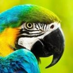 なぜ鳥は進化の中で「歯」を捨てたのか？ – ナゾロジー
