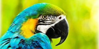 なぜ鳥は進化の中で「歯」を捨てたのか？ - ナゾロジー