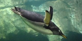 30分も海に潜れるペンギンは血中ヘモグロビンが進化していた - ナゾロジー