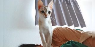 ほとんどの人が猫に気を取られて飼い主が顔面踏みつけられている事に気付かない写真→「ご褒美やん」「羨ましい」 - Togetter