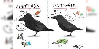 「ハシブト/ハシボソ」や「カモメ/ウミネコ」など、普段よく見かける鳥の見分け方イラストがわかりやすい&かわいくて話題に - Togetter