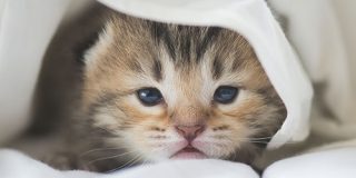 「かわいいは正義」が証明される。かわいい画像を見ると注意力が増すと明らかに - ナゾロジー