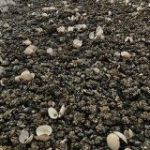 カナダで記録的な猛暑により、浜辺で大量のムール貝が茹で上がってしまう – Togetter