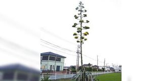 「現物が見れたのは相当幸運」茎を伸ばし空き地にしれっと咲いている花…実はかなり貴重なものだった - Togetter