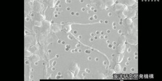 ガソリンと同じ成分作る植物プランクトン発見 | NHKニュース