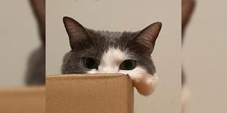 私たちが猫と考えるものの実体はほぼ毛なのかもしれない説「どこまでが毛なのか」 - Togetter
