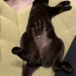 無防備な姿でぐっすり寝てる猫さんに手形をつけてみた→絶妙なモフモフと脱力加減が重要っぽい「絶妙な濃さでついたみたい」 – Togetter