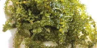 【沖縄】海ぶどうのパスタを作ってみたら、海ぶどう初心者の方はむしろこちらを先に食べた方がいいかもしれない説が浮上した | ロケットニュース24