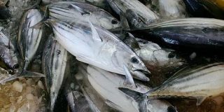 水産流通の闇：漁協職員のカツオ横流しは、なぜ起きたのか｜（勝川俊雄）