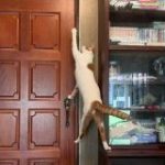 猫がドアを自分で開けるのでストッパーを使っていたが、仕掛けを理解して突破される動画「楽しんでる」 – Togetter