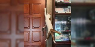 猫がドアを自分で開けるのでストッパーを使っていたが、仕掛けを理解して突破される動画「楽しんでる」 - Togetter