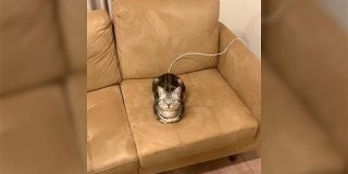 帰宅したら猫さんがとても気持ちよさそうな顔で充電されてた「休息充電対応なのか」 - Togetter