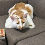 「うちの猫の香箱座りは一味ちがうぜ」ただただ可愛い『ちょっと香箱座りが苦手』な猫さんの写真をまとめました – Togetter