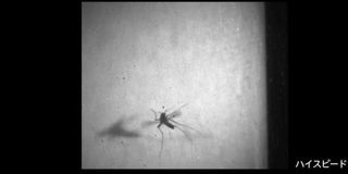 花王、殺虫成分を使わず蚊を駆除する新技術 - Impress Watch
