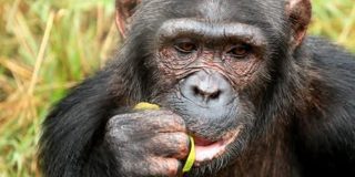 大型類人猿も「飲み会」をする最初の証拠か、野生のチンパンジーが発酵した果物を仲間と分け合っていたことが判明 - GIGAZINE