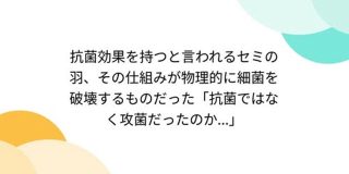 抗菌効果を持つと言われるセミの羽、その仕組みが物理的に細菌を破壊するものだった「抗菌ではなく攻菌だったのか...」 - Togetter
