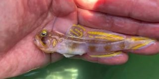 新種の魚を発見！その名もスーパーサイヤン！  | 琉球大学