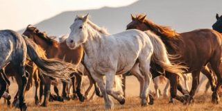 「エンジンと馬」の事例から予想される「AIと人間」の未来とは？ - GIGAZINE